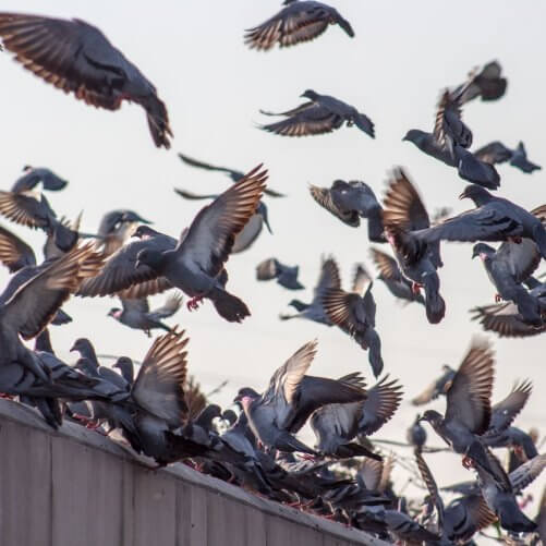 vogelbestrijding